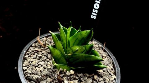 LINE_ALBUM_20251122_251122_91