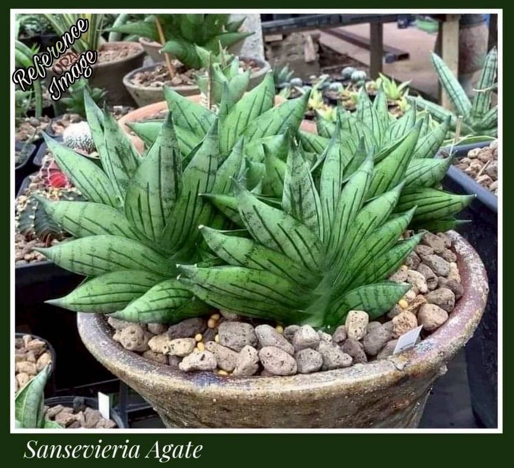 Sansevieria 'Agate'