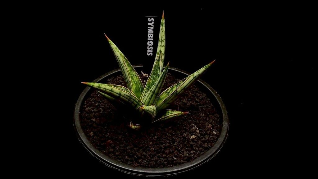 LINE_ALBUM_20251122_251122_116