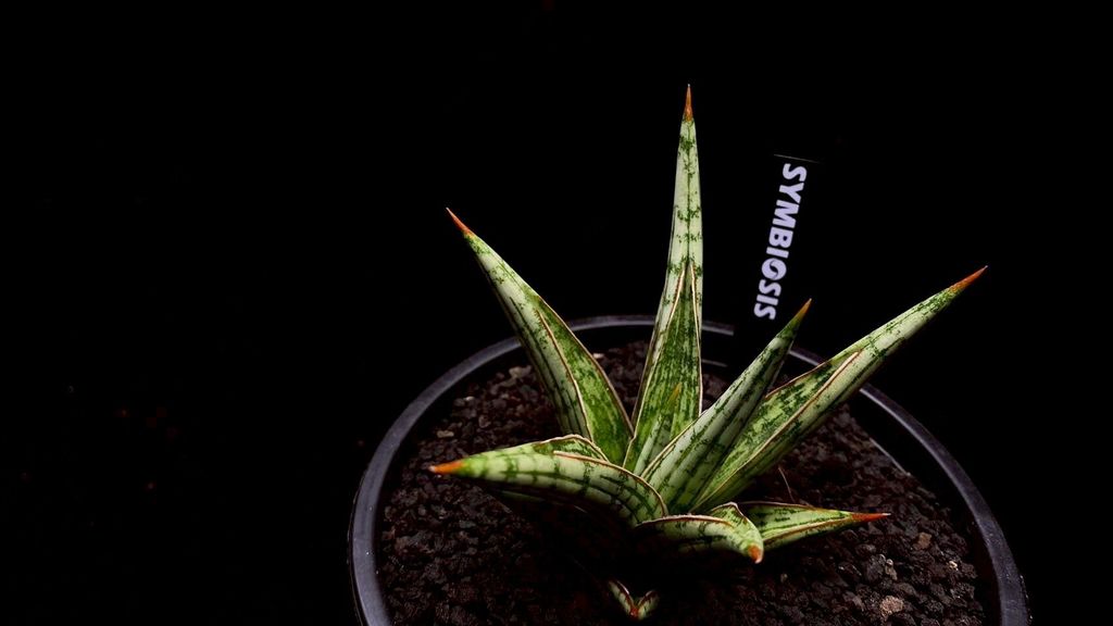 LINE_ALBUM_20251122_251122_114