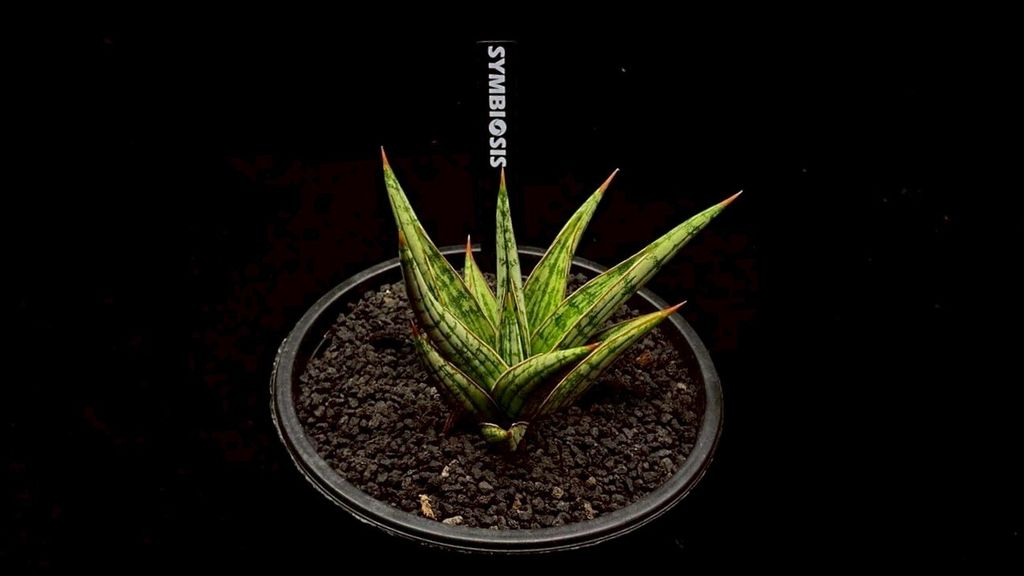 LINE_ALBUM_20251122_251122_115