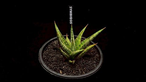 LINE_ALBUM_20251122_251122_115