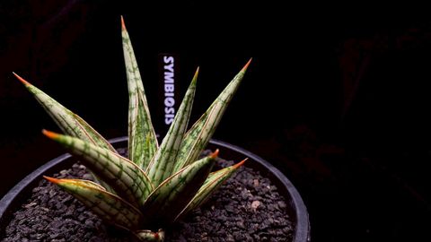 LINE_ALBUM_20251122_251122_113