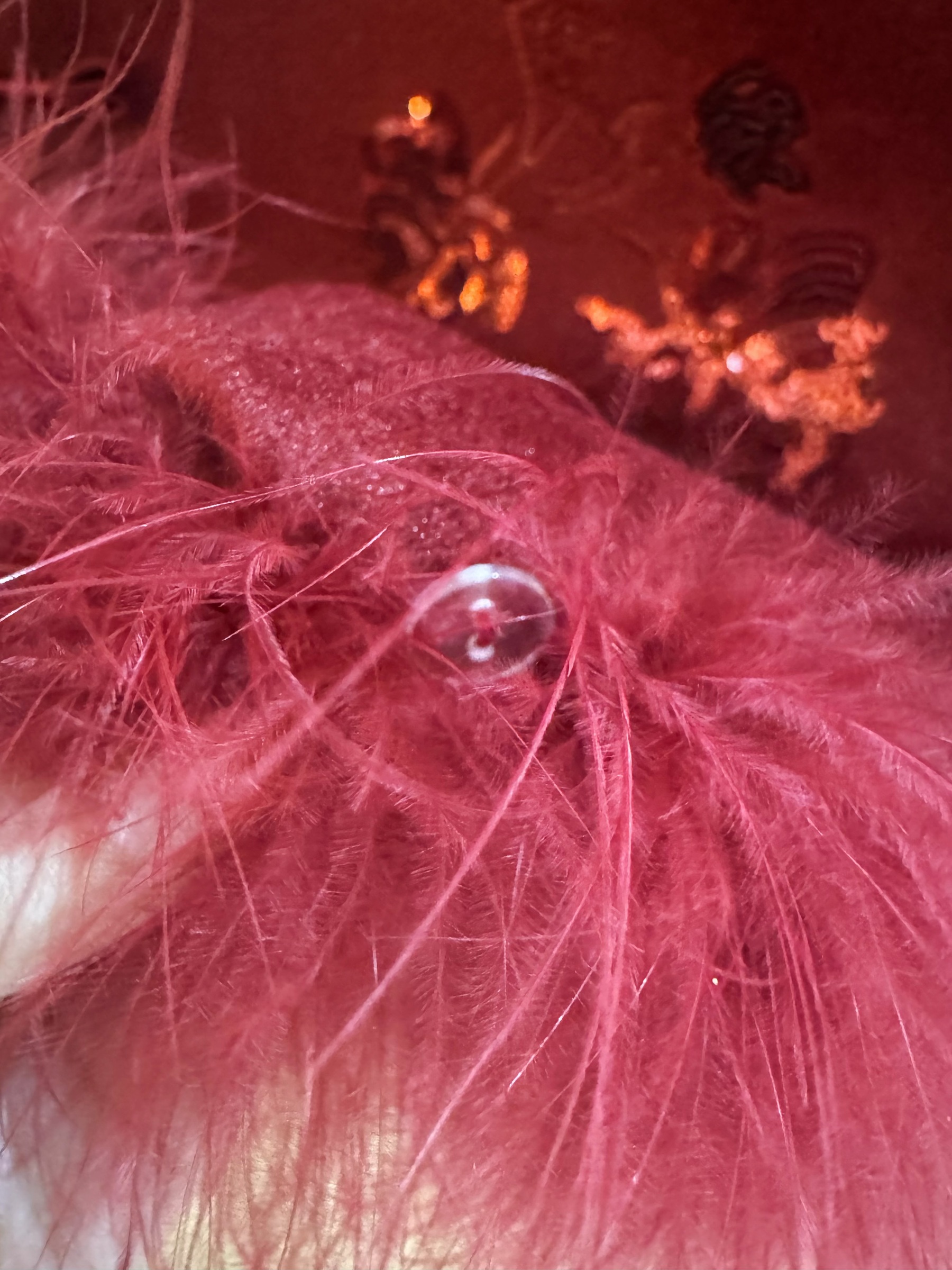 image_446DBDA0-8F8C-420A-8C92-8A953A6FB1E6_1764839044