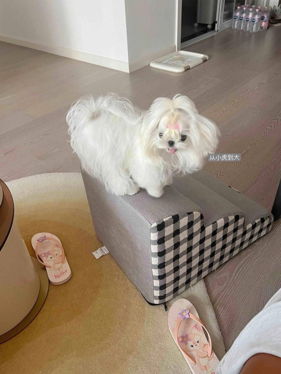 IMG_7325-1725535766601