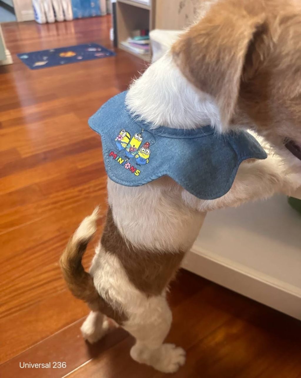 image_7E7594C7-5385-47AB-A227-8FC597F99AB1_1760614456