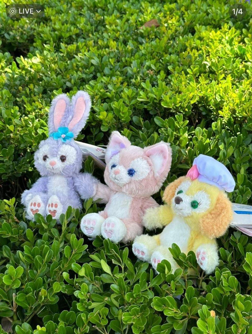 image_D31E3A12-FF92-490C-8DC2-A360911AC520_1760786609