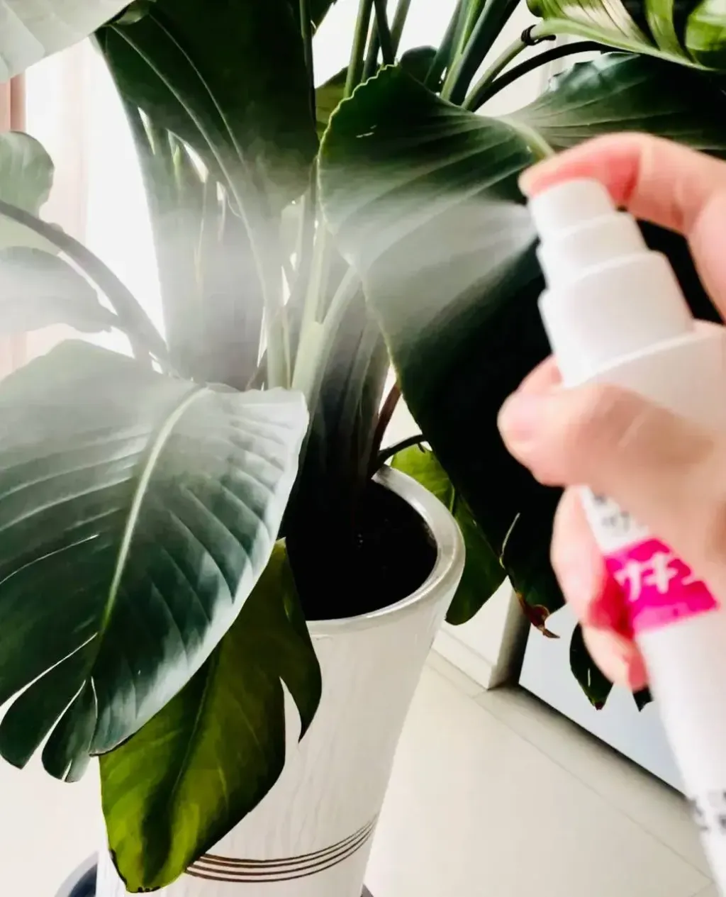 image_B6DFEFEF-9A07-46DB-9744-72DB3603EA1F_1755617456