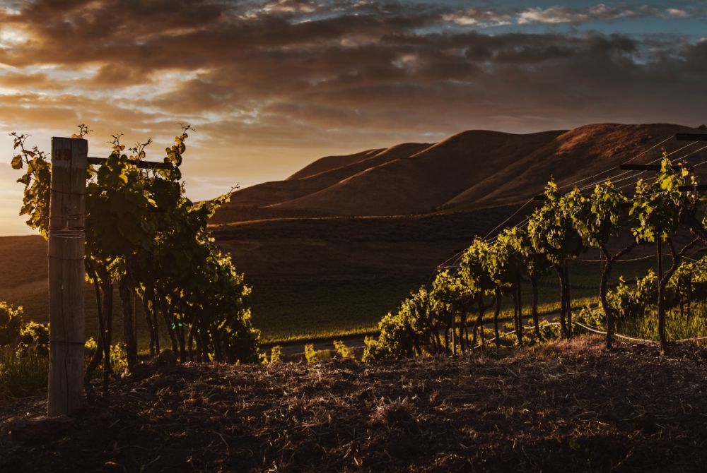 wine-in-moderation-culture-of-wine