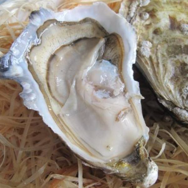白珍珠