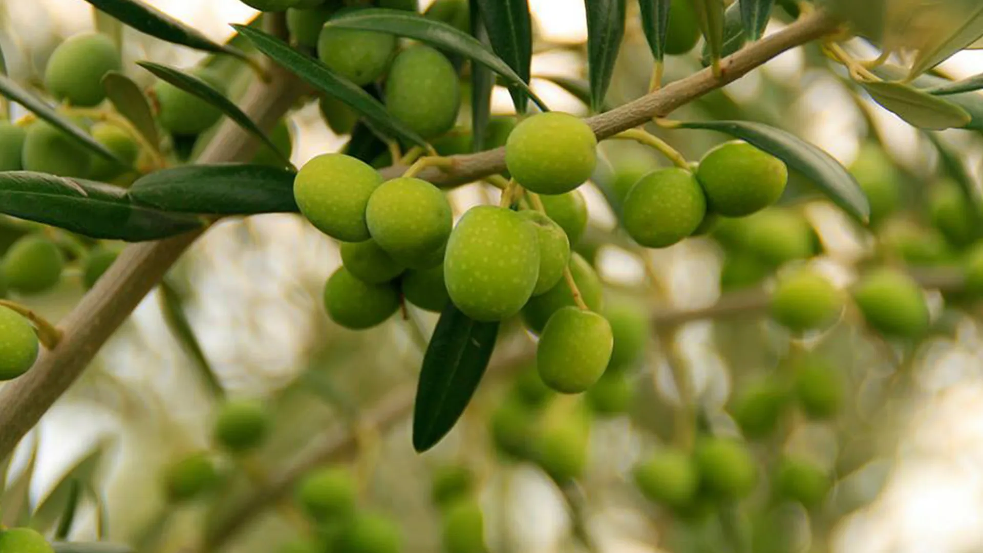 Rafael Salgado Extra Virgin Olive Oil 5.jpeg