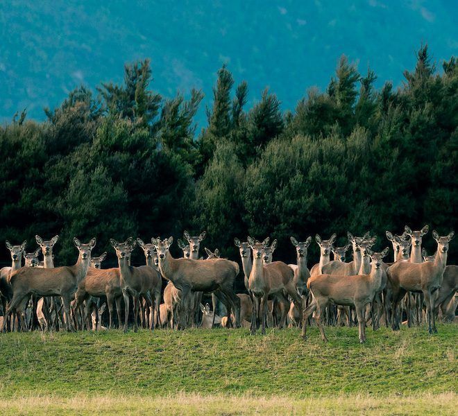 deer