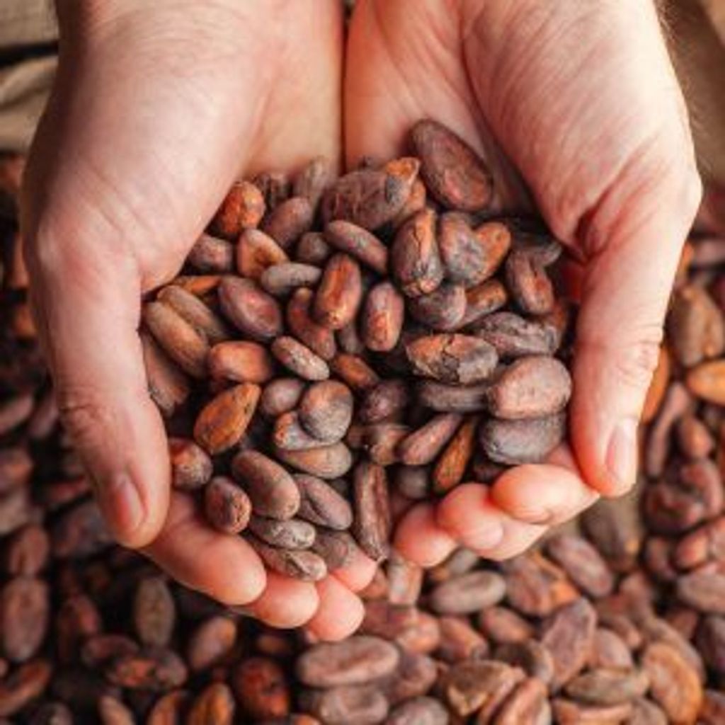 feves-de-cacao-pour-croquants-noisettes-feves-de-cacao-maison-bruyere-300x300