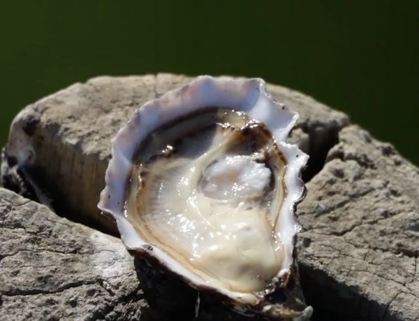 吉利特級生蠔