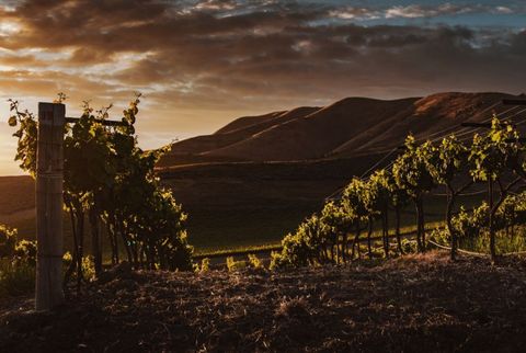 wine-in-moderation-culture-of-wine
