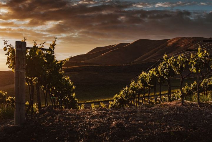 wine-in-moderation-culture-of-wine