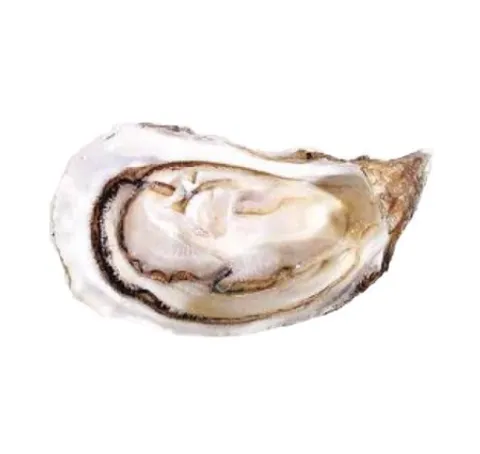 白珍珠生蠔