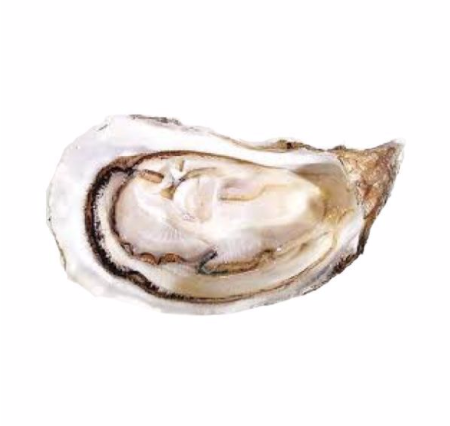 白珍珠生蠔