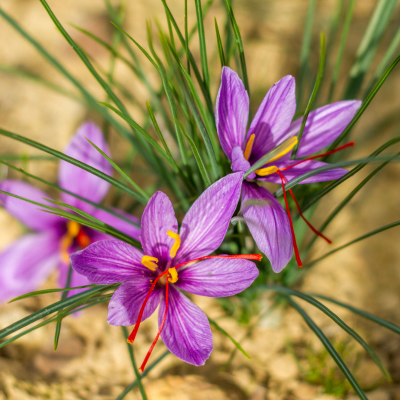 saffron-silk-road-Saffron- crocins-and-crocetin