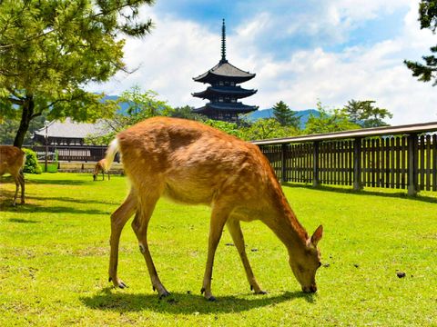 畔畔官網_東京_大阪商品圖片_工作區域 1 複本 25