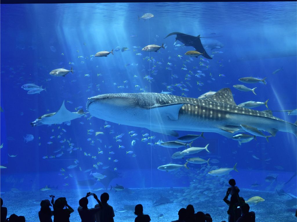 畔畔官網_日本A_工作區域 1 複本 4