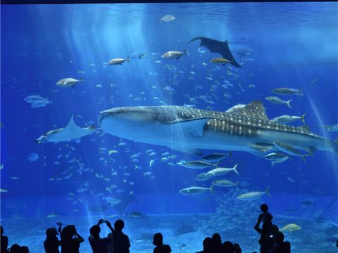 畔畔官網_日本A_工作區域 1 複本 4