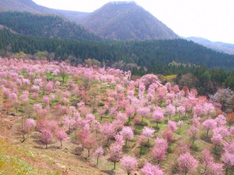 畔畔官網_日本B_工作區域 1 複本 31