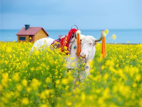 中國A_工作區域 1 複本 39