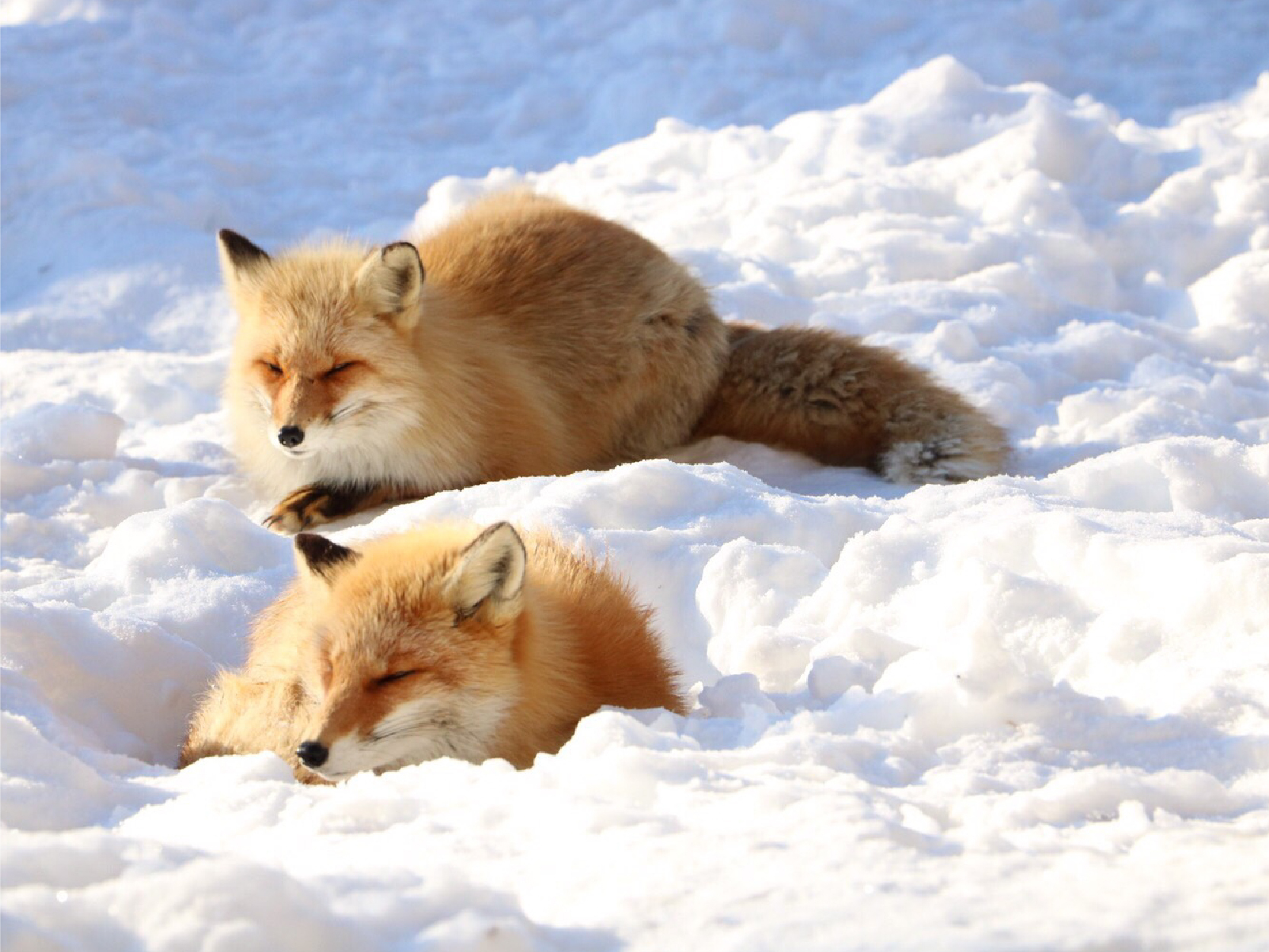 畔畔官網_日本B_工作區域 1 複本 11