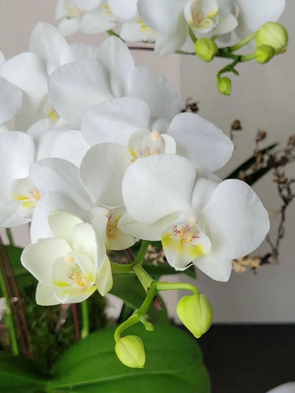 高雅白金