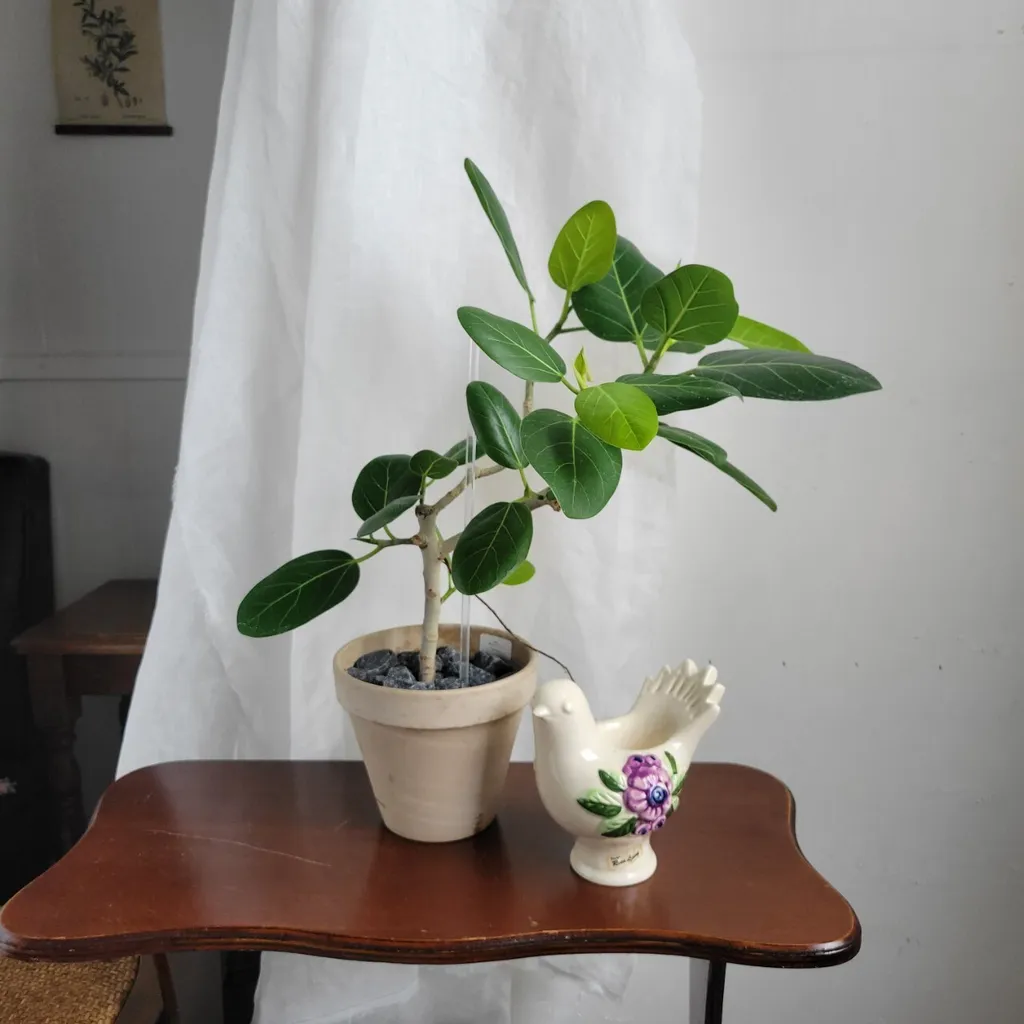 LINE_ALBUM_高46 盆H12 W14 售價1750 植物成本750 盆器抓250_240629_6