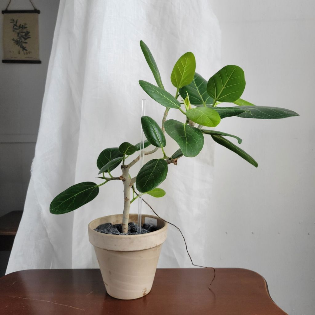 LINE_ALBUM_高46 盆H12 W14 售價1750 植物成本750 盆器抓250_240629_7