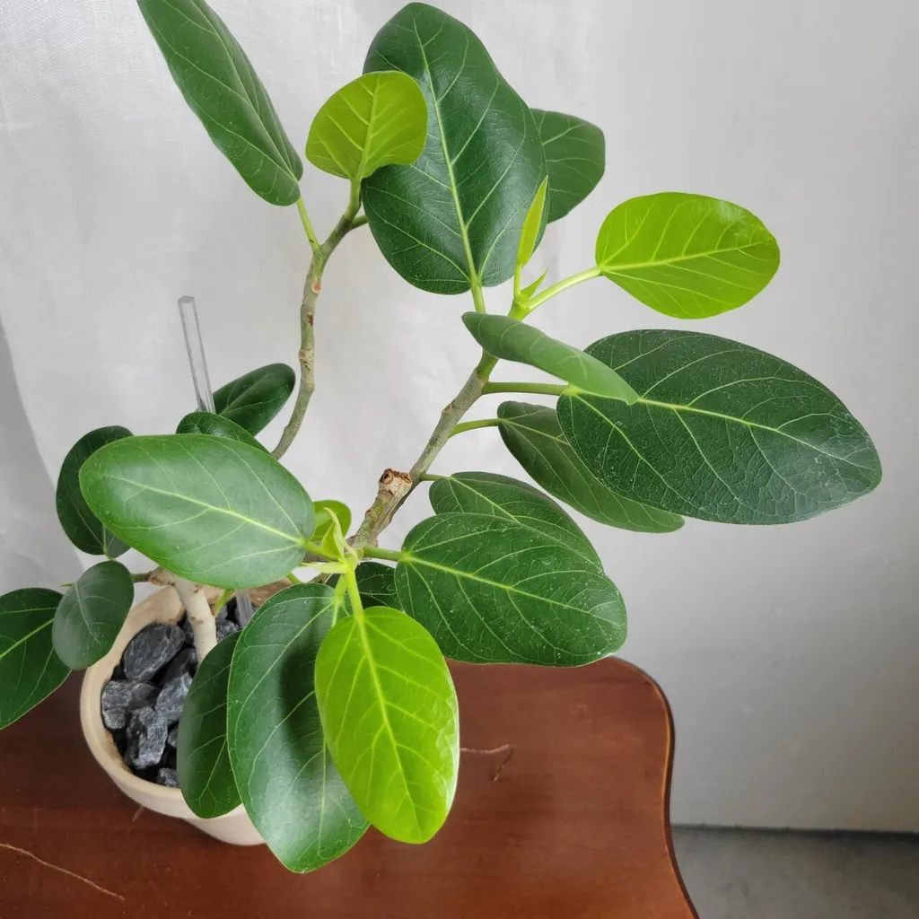 LINE_ALBUM_高46 盆H12 W14 售價1750 植物成本750 盆器抓250_240629_8