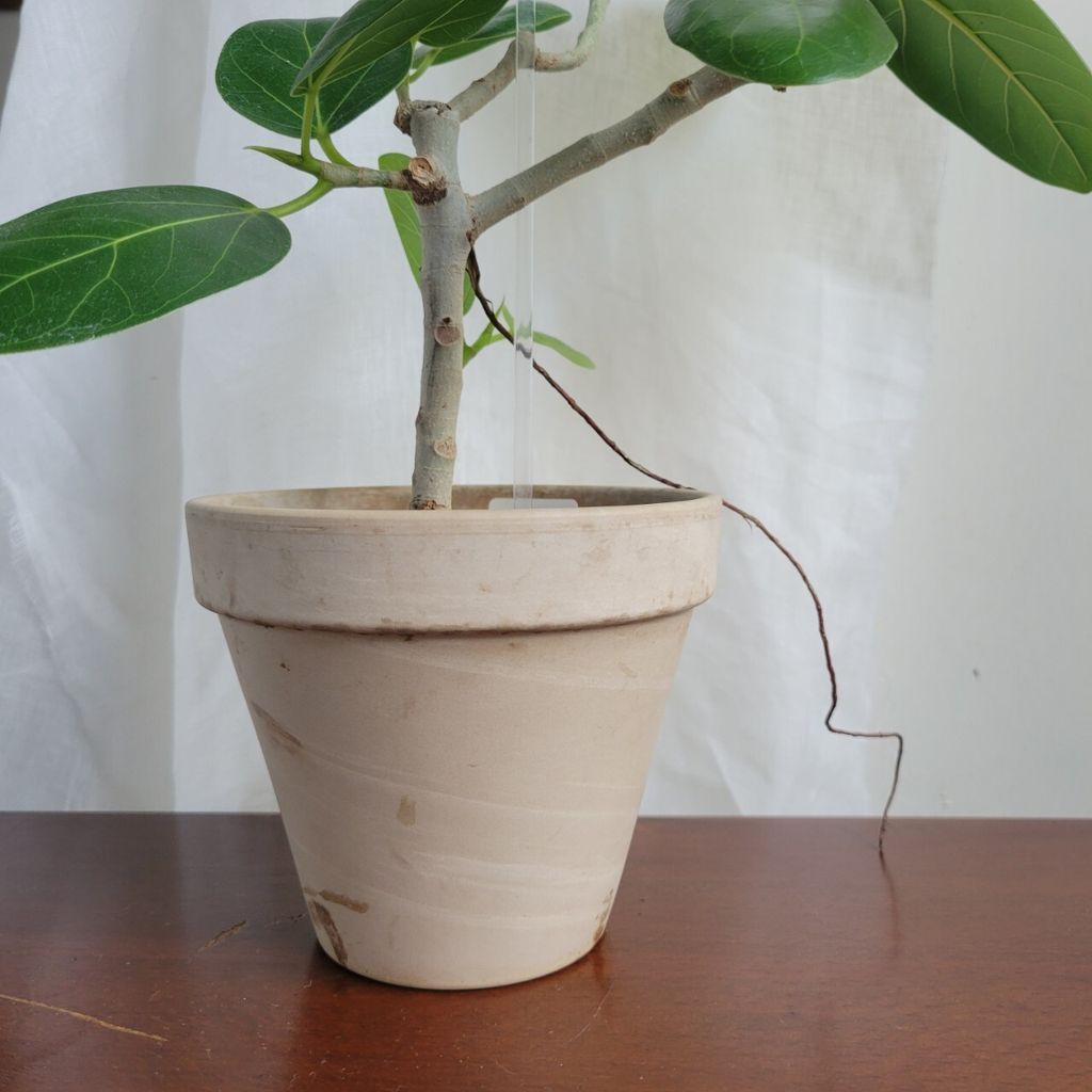 LINE_ALBUM_高46 盆H12 W14 售價1750 植物成本750 盆器抓250_240629_1