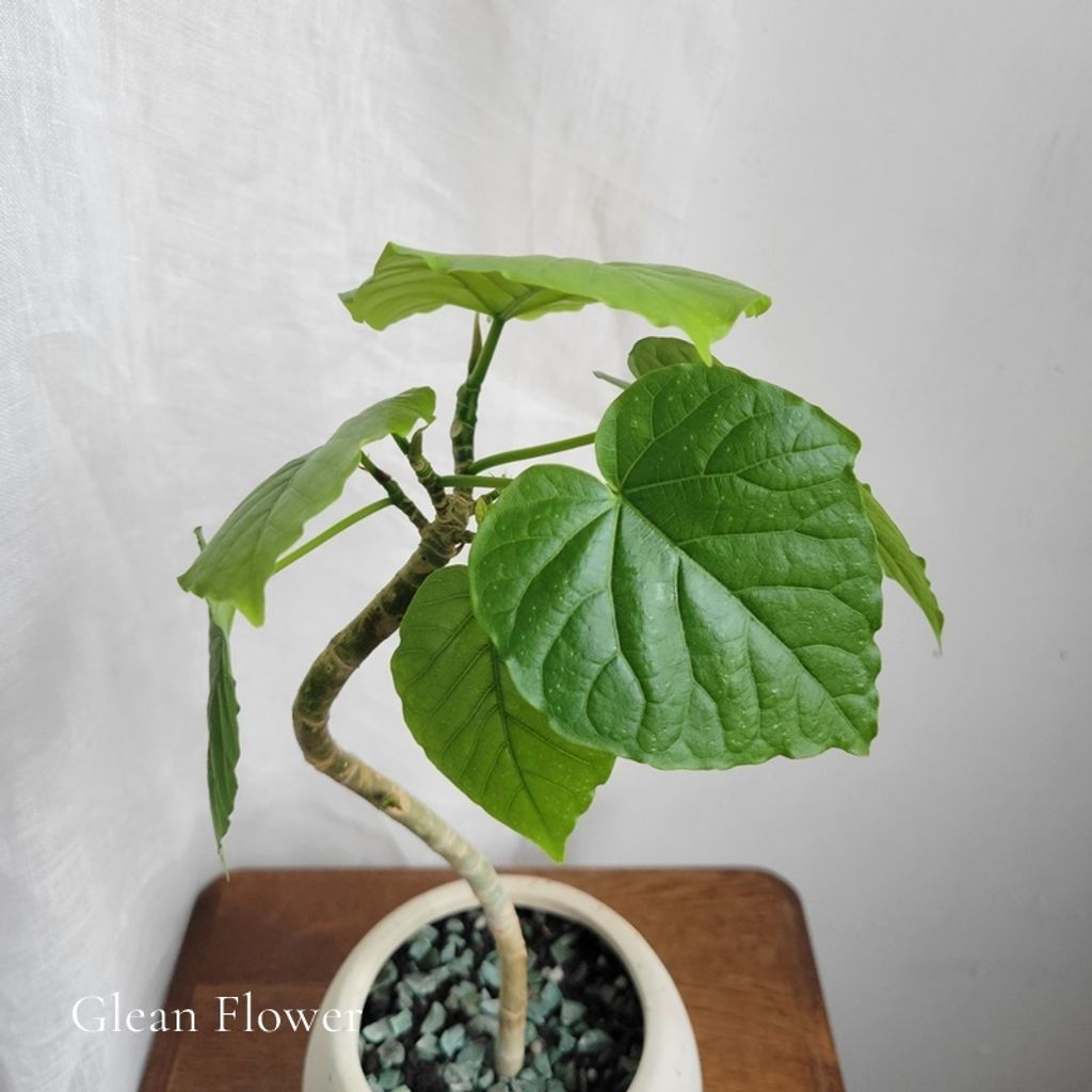 LINE_ALBUM_高37 盆H10.5 W14 售1699 植物成本700_240629_4