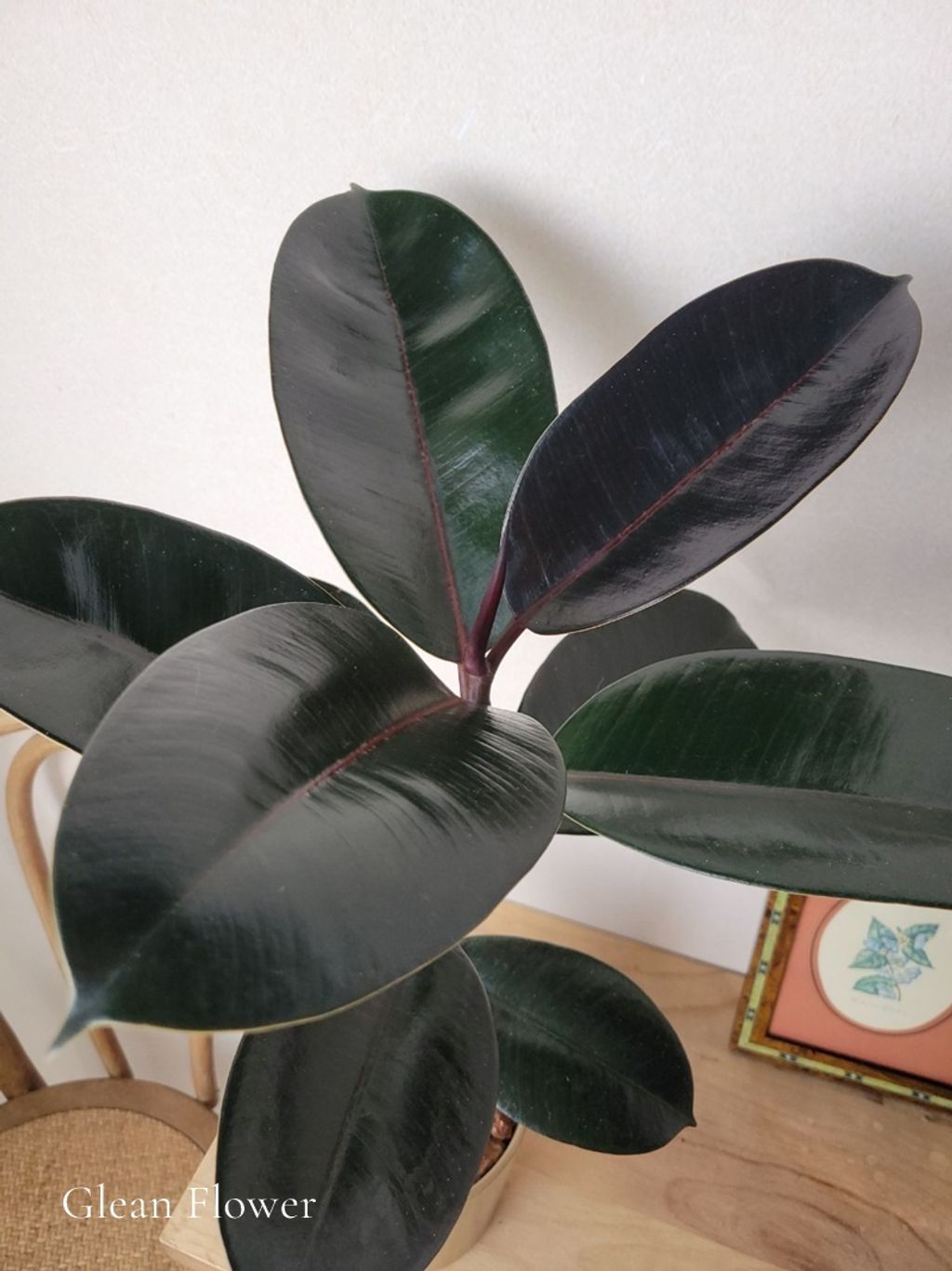 LINE_ALBUM_黑王子橡膠樹 H54 cm_250211_7