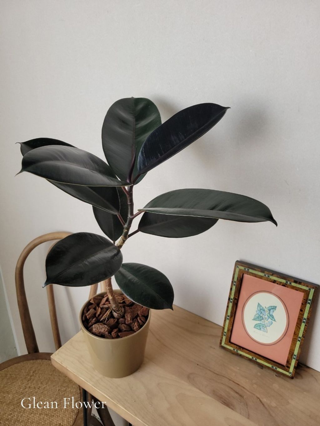 LINE_ALBUM_黑王子橡膠樹 H54 cm_250211_9