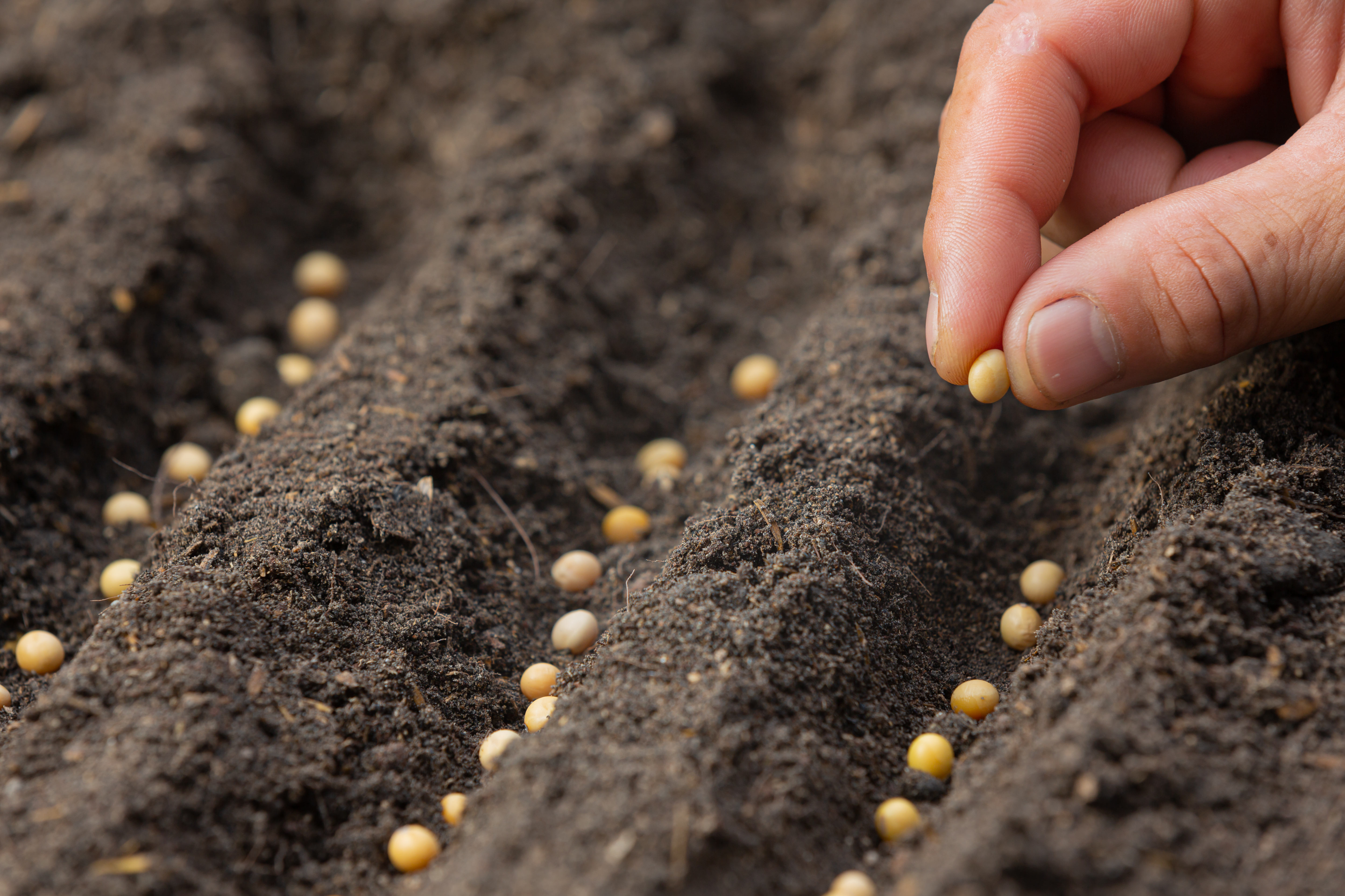 close-up-picture-hand-holding-planting-seed-plant