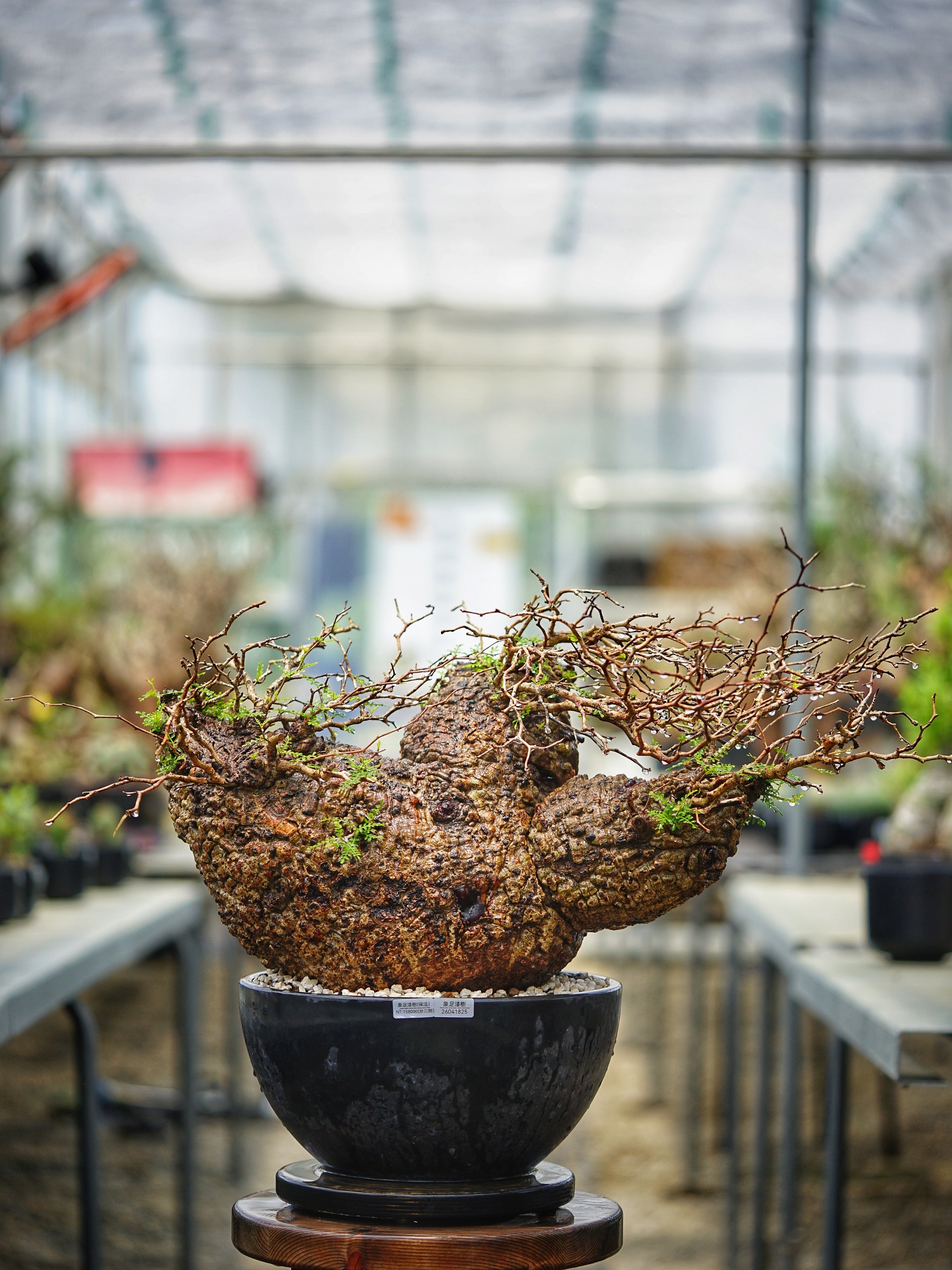 image_293B9ED5-8466-45B7-9A0A-8D68C9FFDD55_1782808913