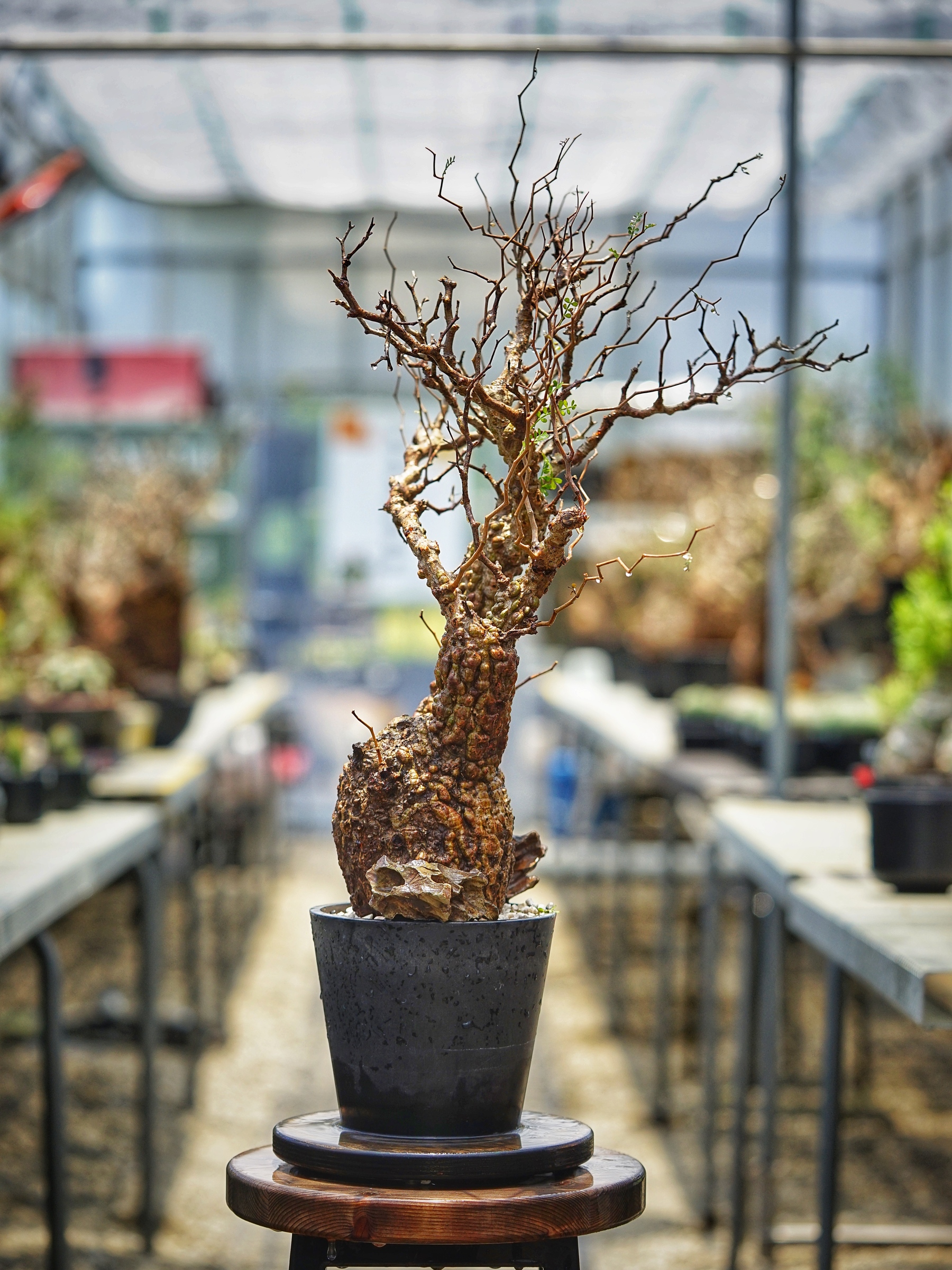 image_5585CF88-8C28-433E-AABC-7CF5C869C1C8_1782810341