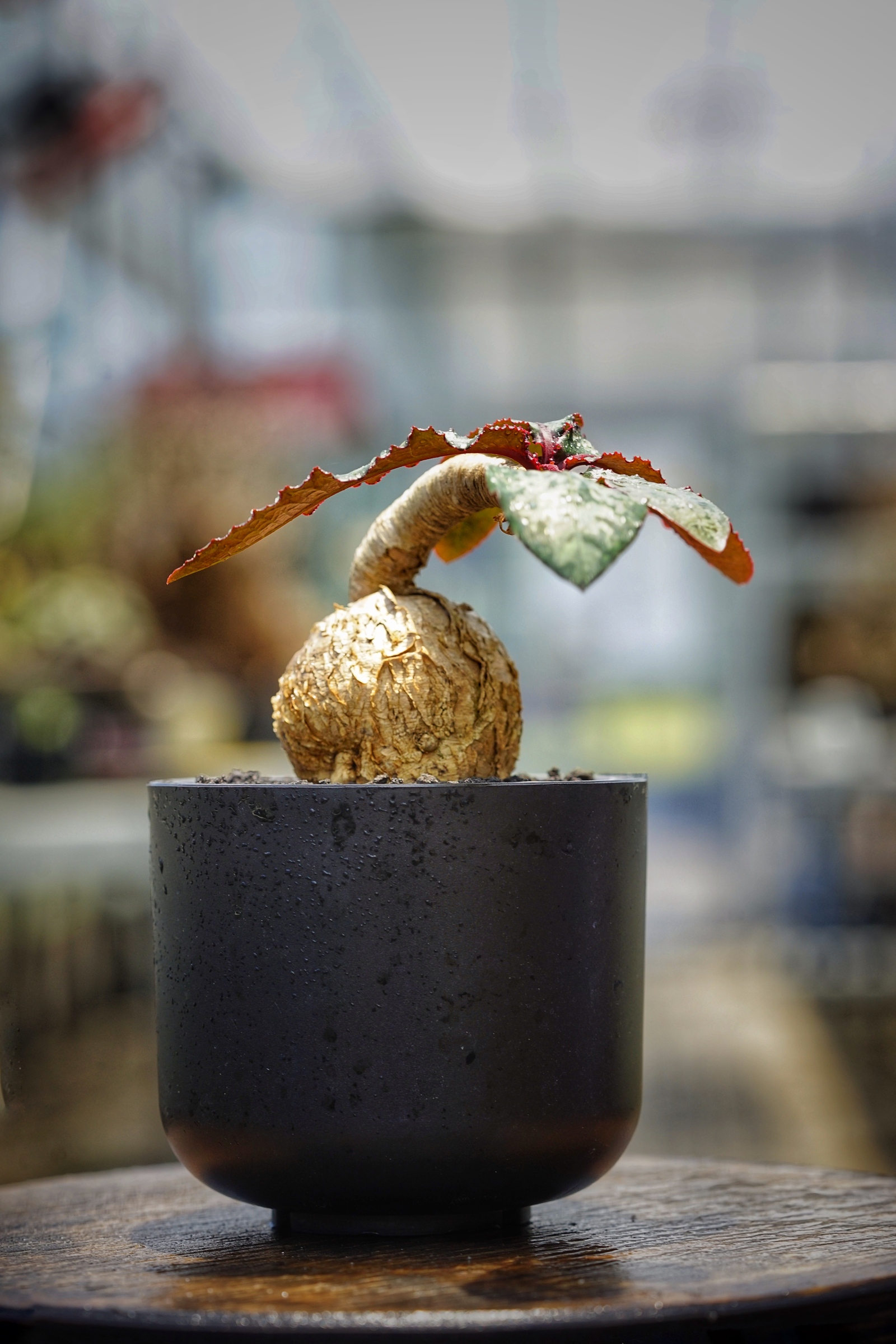 image_EF8B679F-8716-4481-B107-69DBBE3CDB59_1782875265