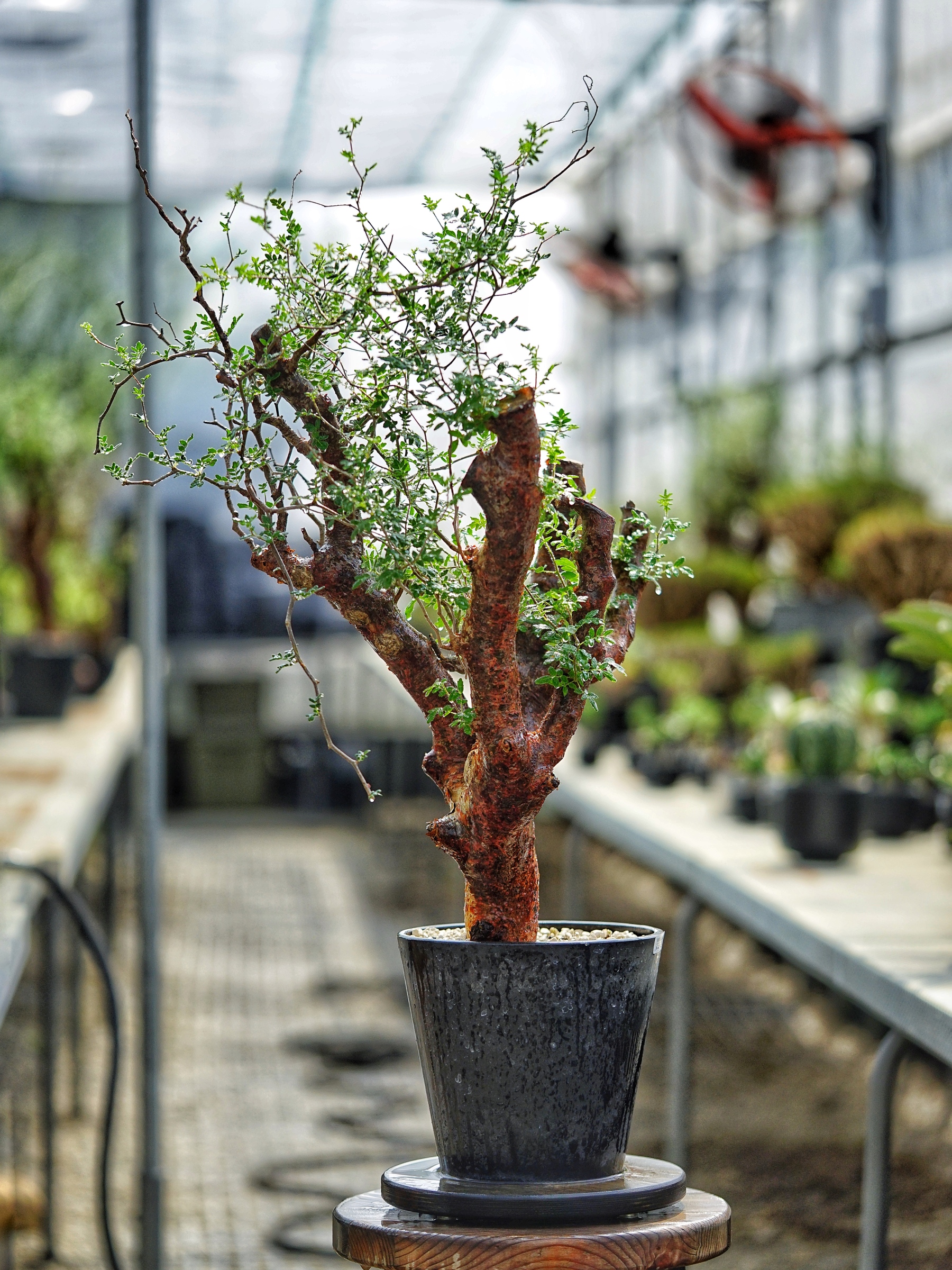 image_AB71F213-AE03-4C0E-B546-EF449379F7FD_1783160209