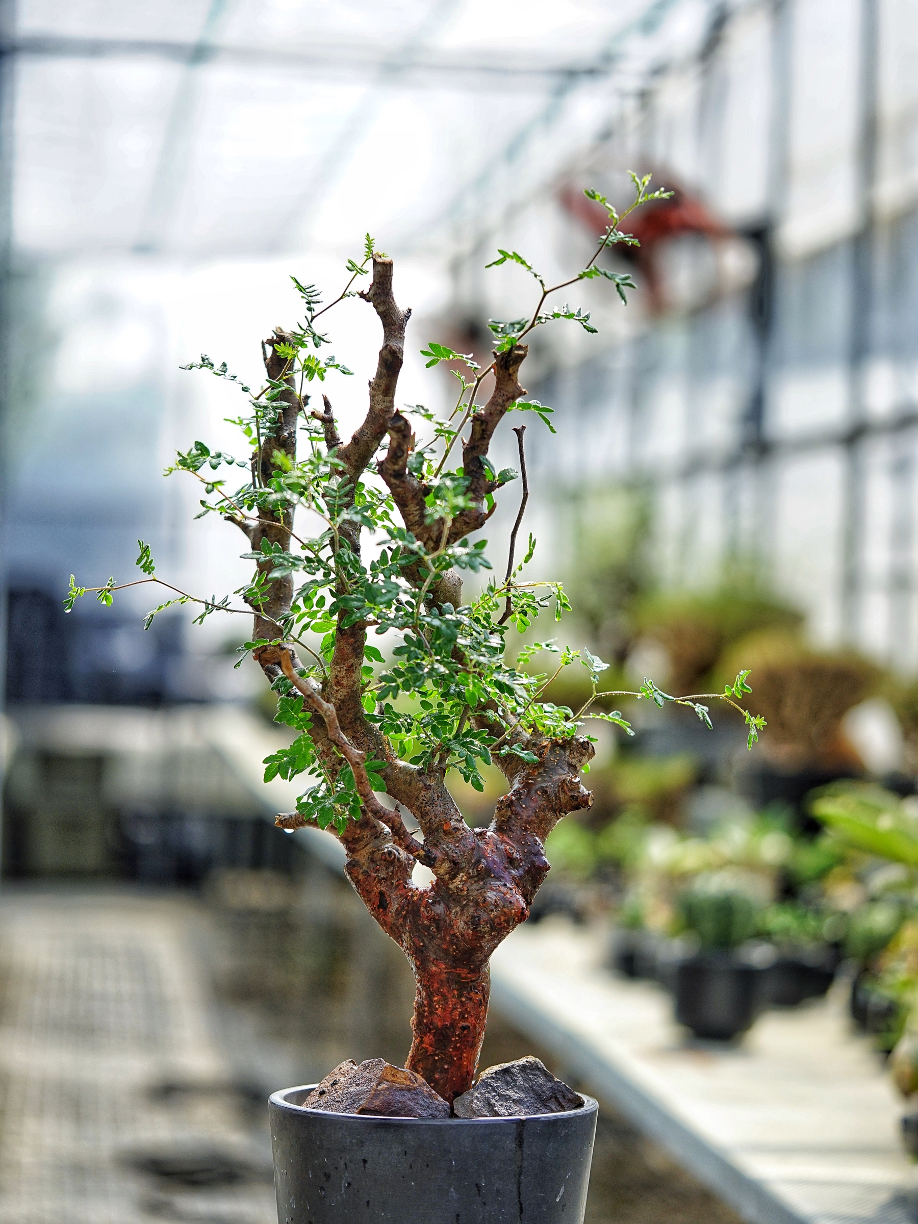 image_C29ACFBE-A7EB-4A2E-B826-A93FB9EA3128_1783160321