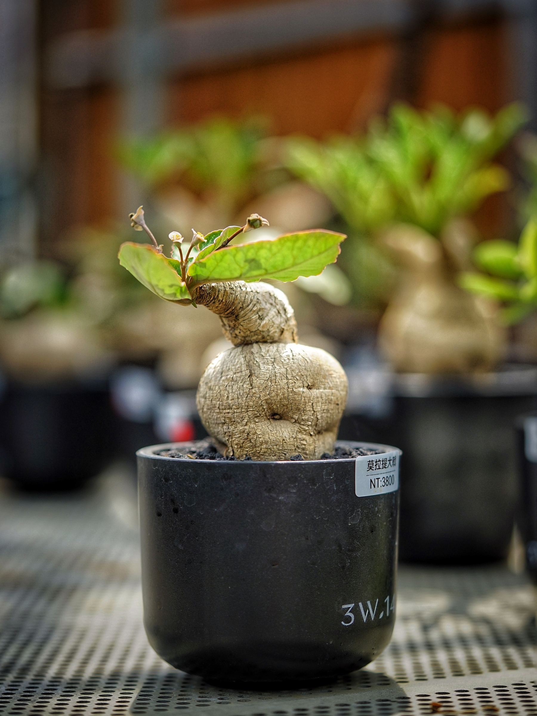 image_BC47B0F1-53D4-460A-9251-D5CBD0D25F45_1783406430