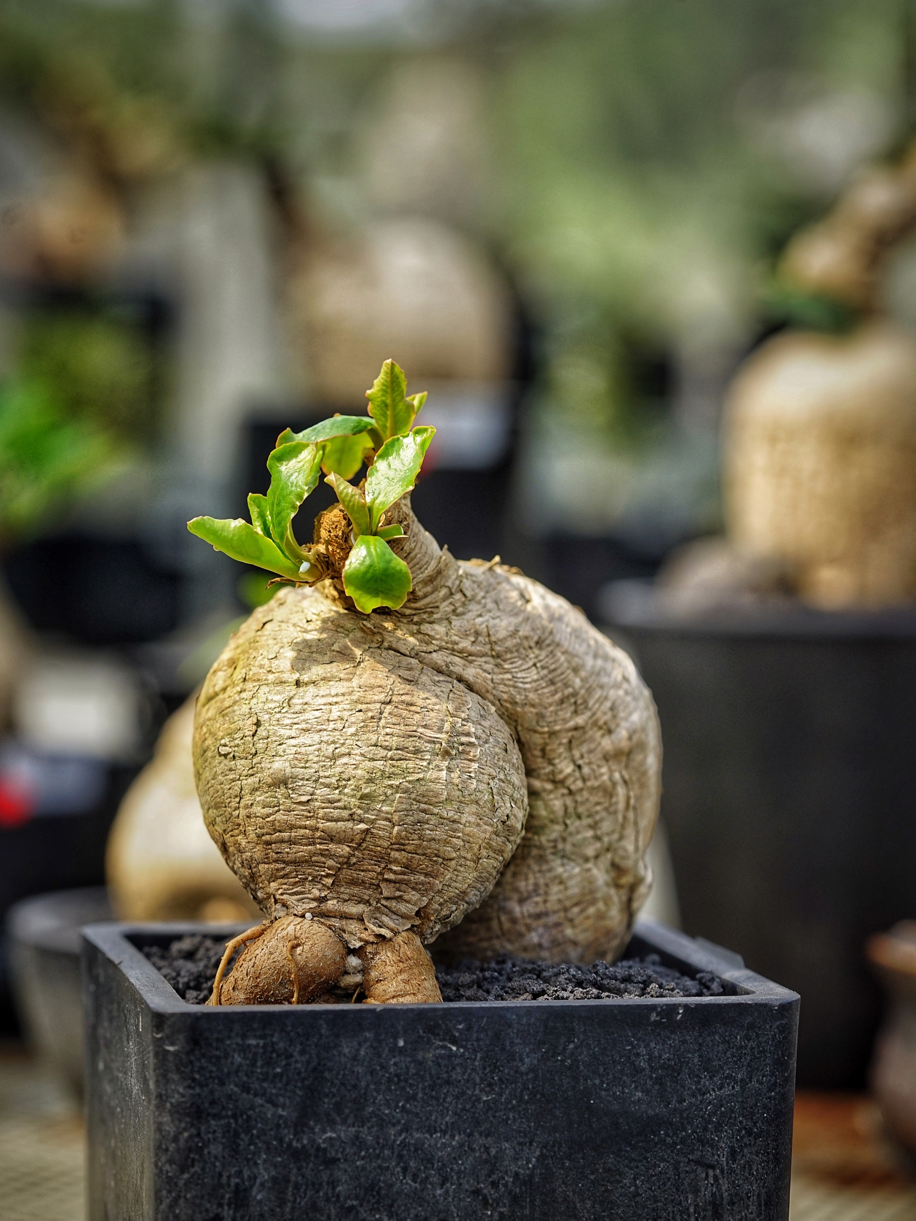 image_786A3B99-F852-4144-8CD0-18B723606B0B_1783406832