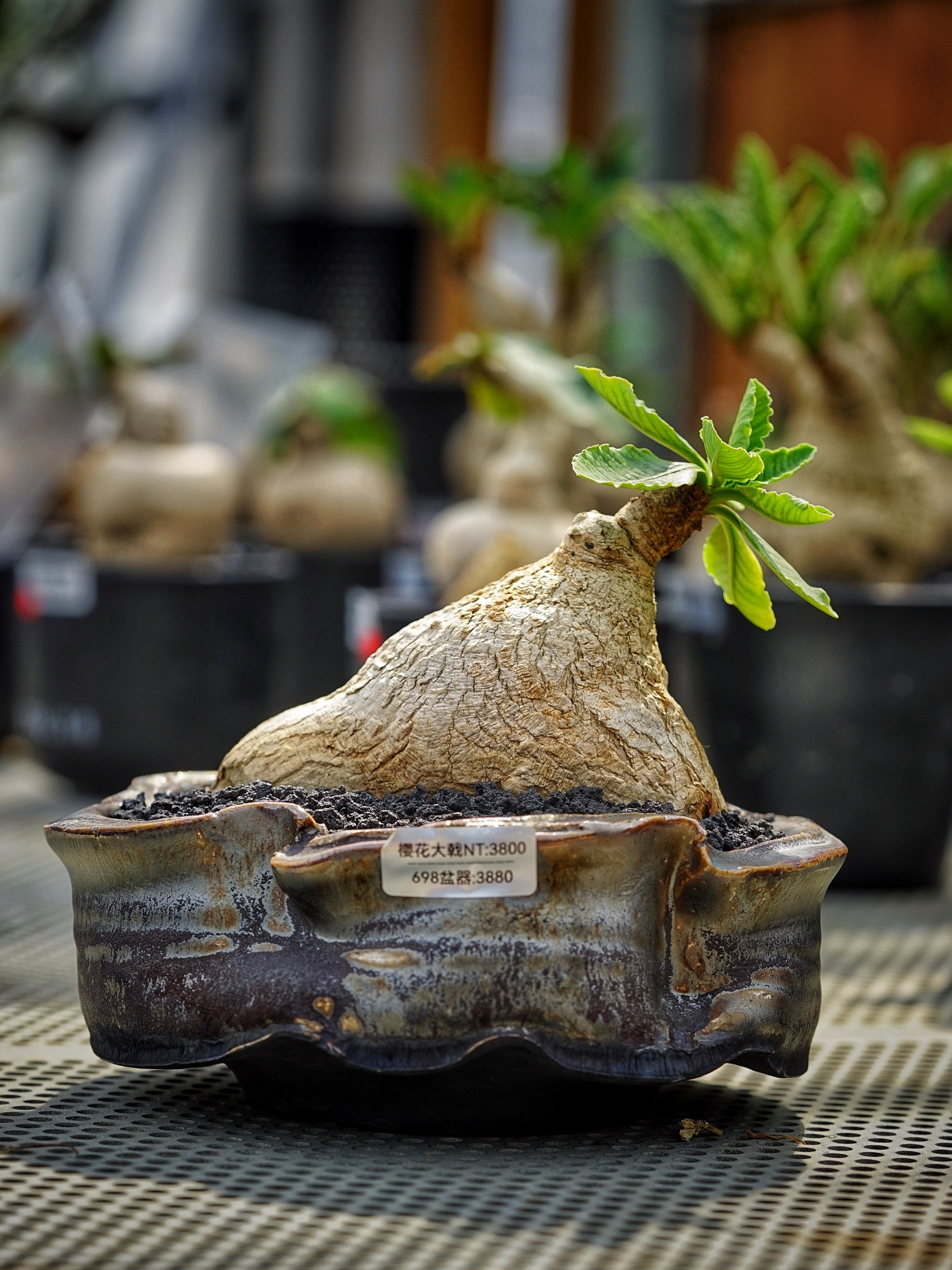 image_2BC1EFC2-8FD5-43CC-BC14-E221096AD1AD_1783408245