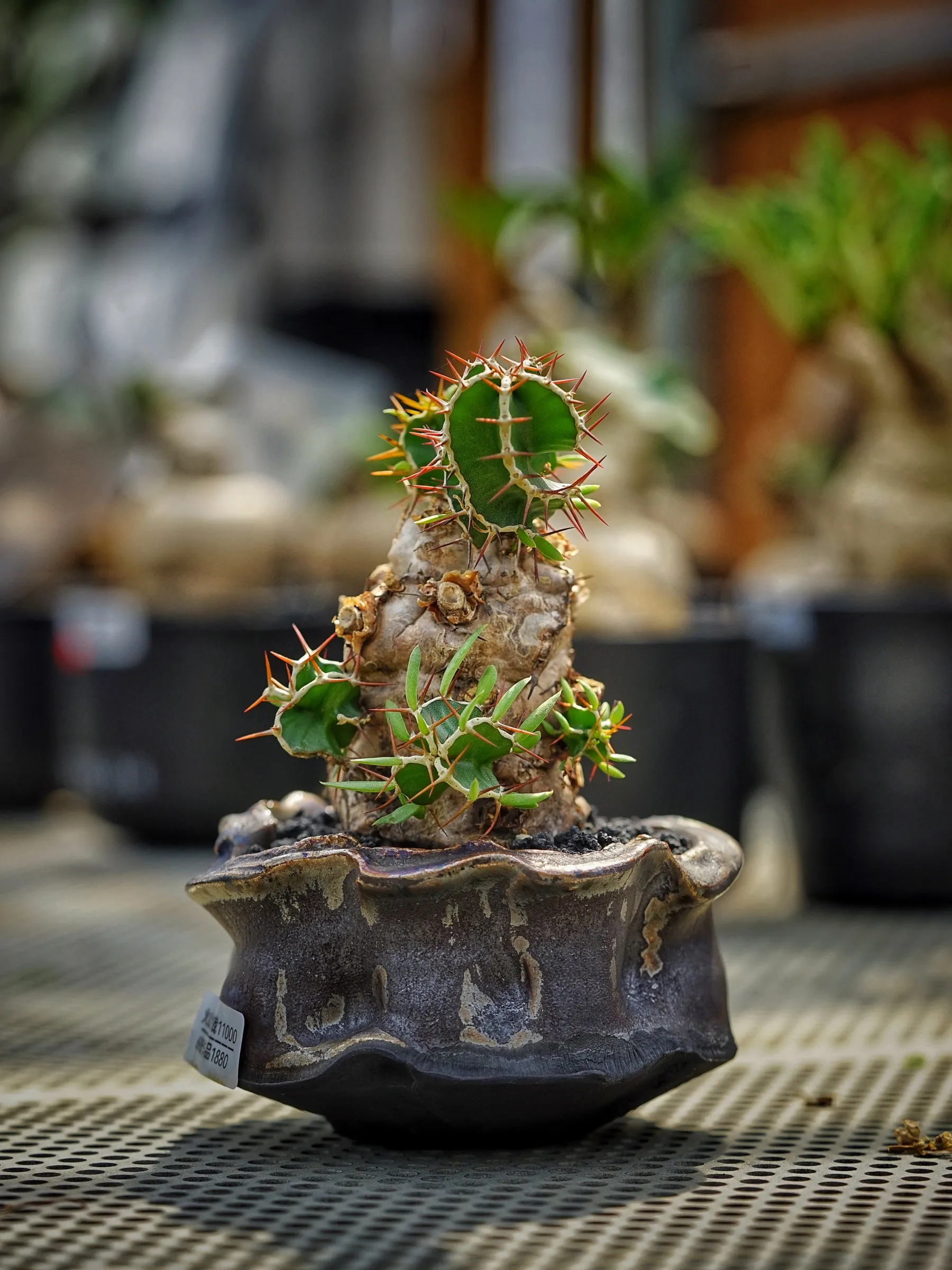 image_24E84EB4-9276-4274-A4BF-5094AA89691E_1783408568