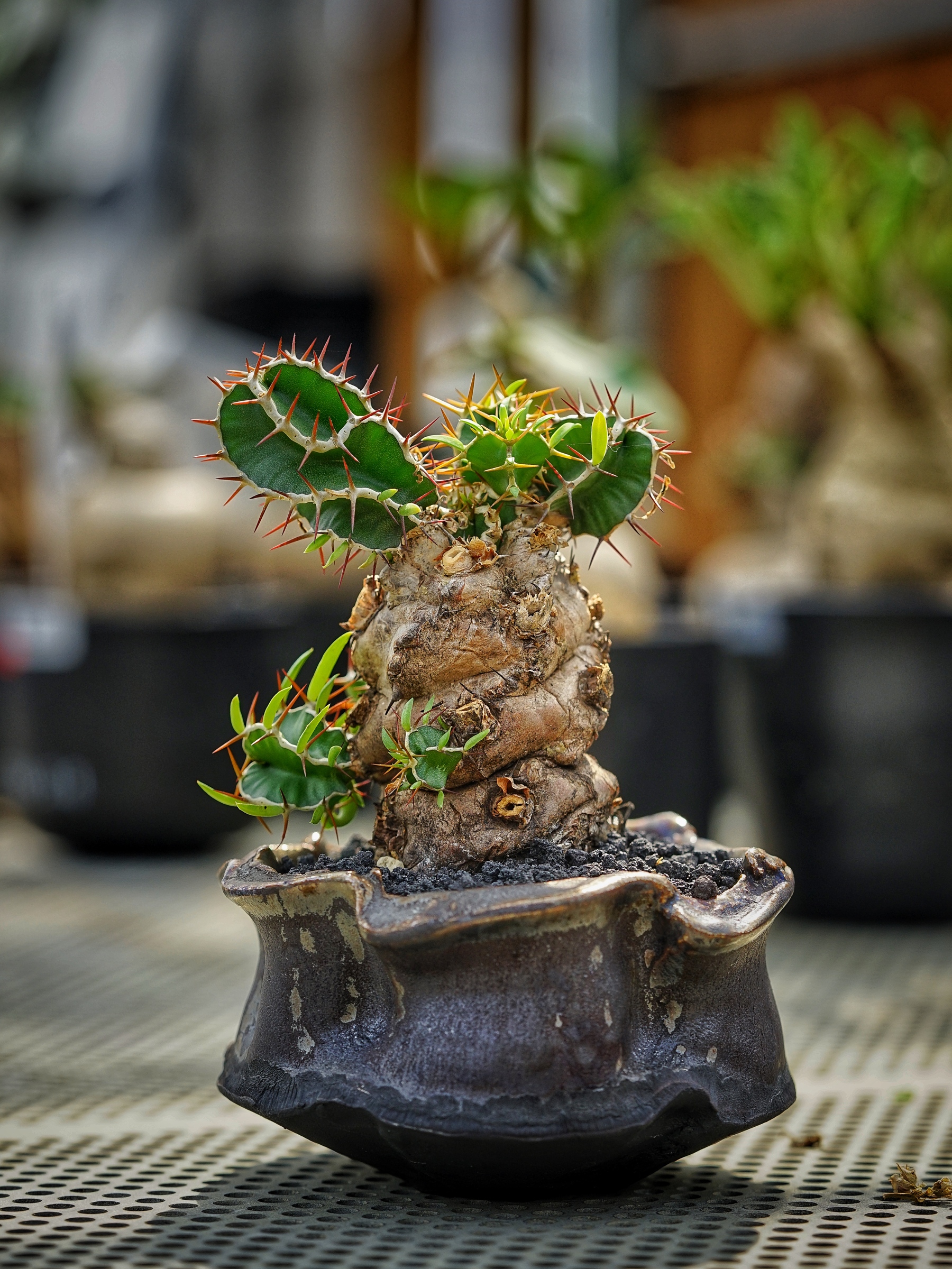 image_D2EF17CE-3FDF-4F63-8A65-96CC7FAF7239_1783408568