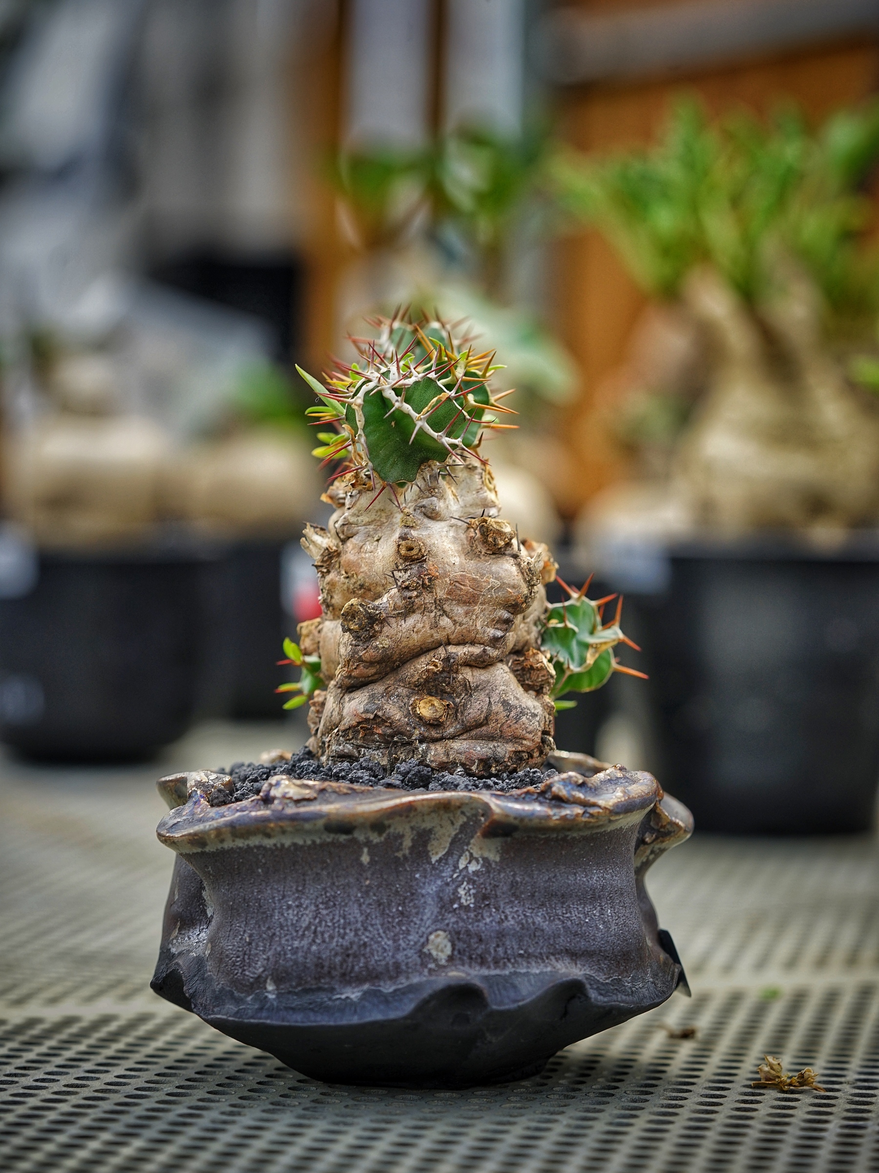 image_259DF3A9-291E-40EB-9F2D-DE9E31B7700A_1783408568