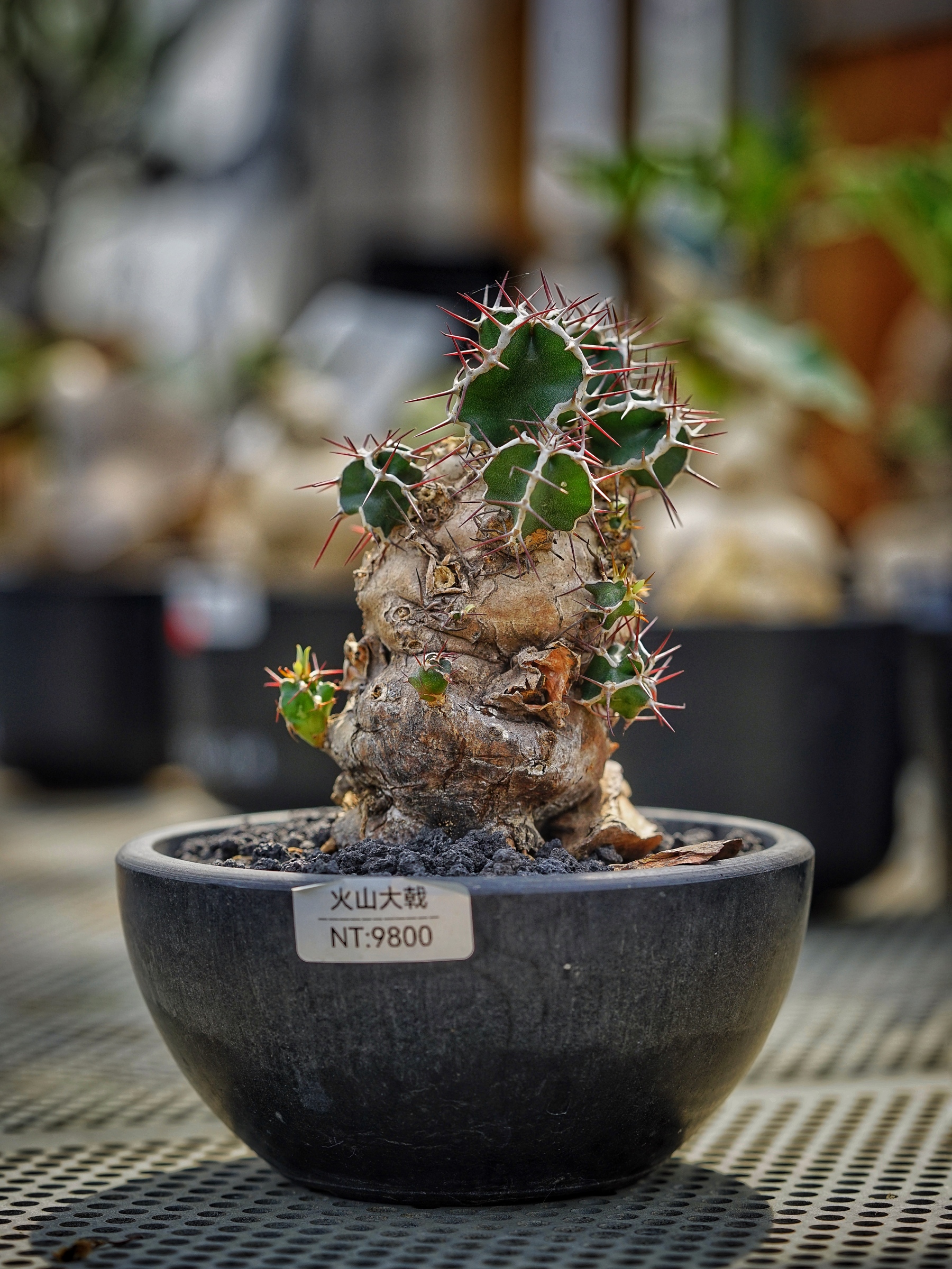 image_E5910998-E3B3-4025-9823-B39F615C1D36_1783408663